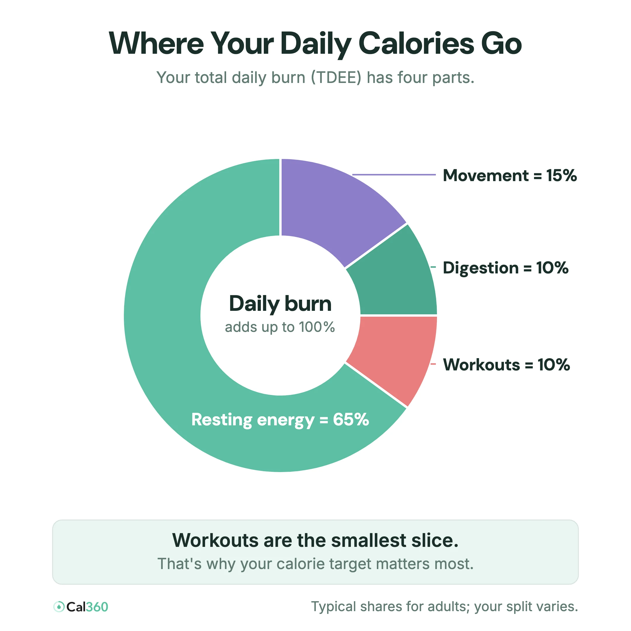 Donut chart of daily calorie burn: resting energy about 65%, movement 15%, digestion 10%, workouts 10%